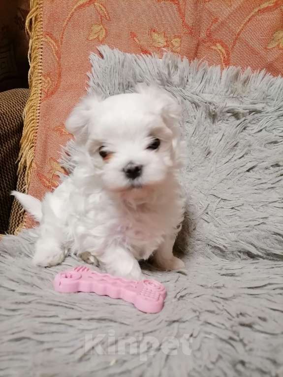 Собаки в Николаевске: Щенок мечты Девочка, 50 000 руб. - фото 2