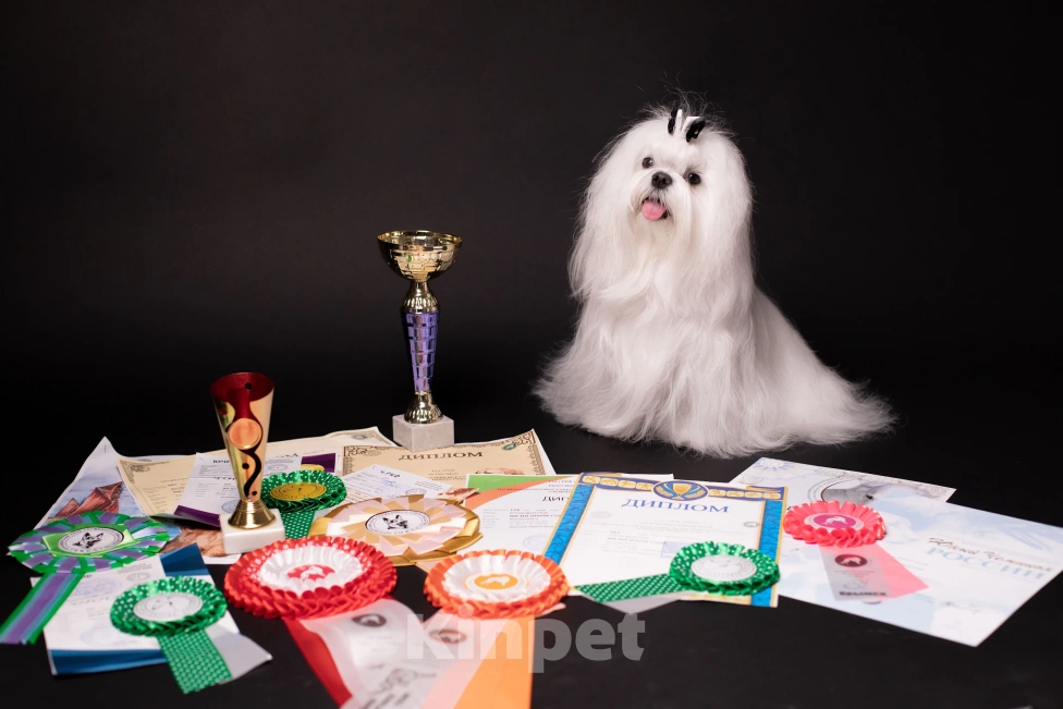 Собаки в Сочи: Красавцы мальчики  мальтезе Мальчик, 50 000 руб. - фото 8