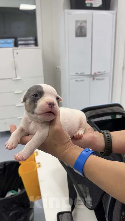 Собаки в Санкт-Петербурге: Щенки Мальчик, Бесплатно - фото 1