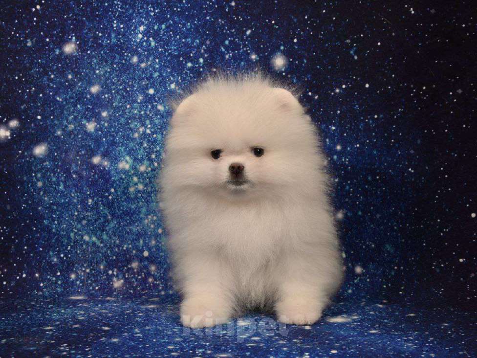 Собаки в Москве: Померанский карликовый шпиц Девочка, 35 000 руб. - фото 3