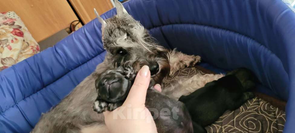 Собаки в Москве: Щенки Перцового Цвергшнауцера Мальчик, 80 руб. - фото 1