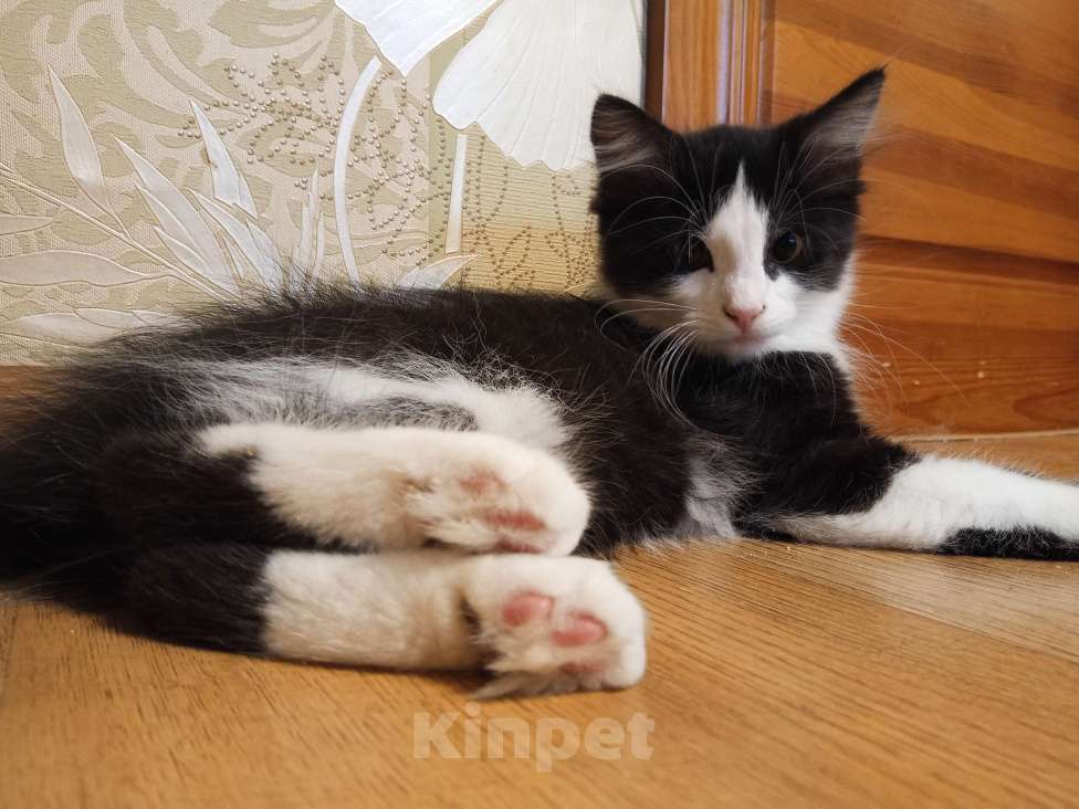 Кошки в других городах Воронежской области: Отдаем в хорошие руки Мальчик, Бесплатно - фото 3