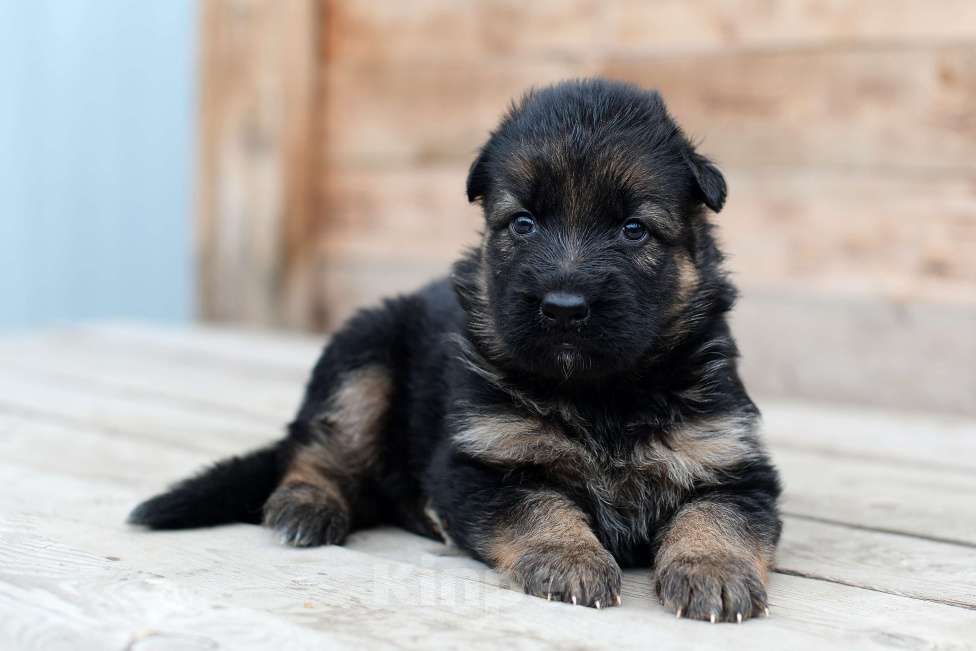 Собаки в Челябинске: В продаже щенки  немецкой овчарки, 20 000 руб. - фото 7