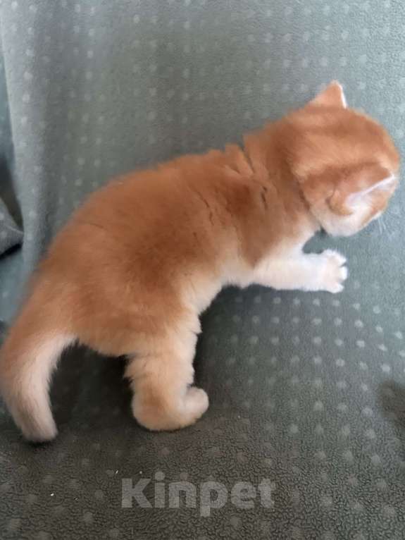 Кошки в Москве: Золотая шиншилла Девочка  Девочка, 50 000 руб. - фото 6