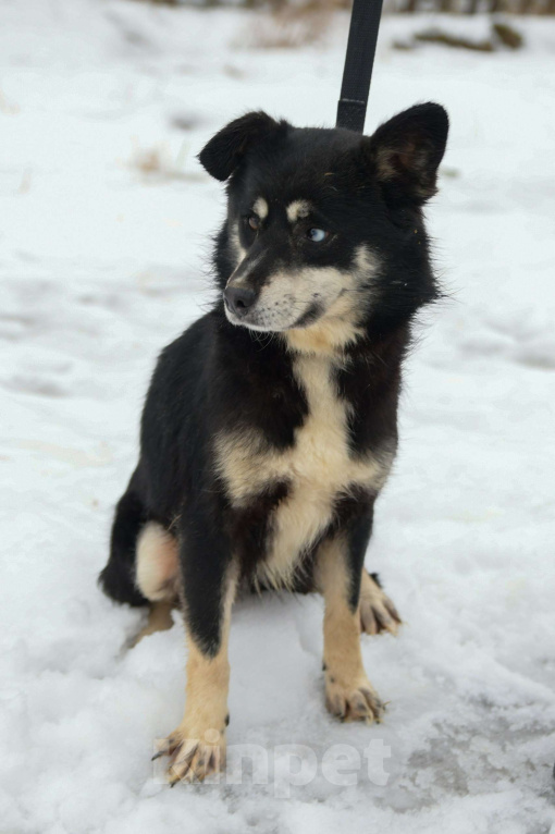 Собаки в Москве: Небольшая собачка в добрые руки Девочка, Бесплатно - фото 4