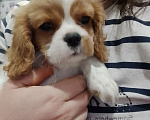 Собаки в Нижнем Новгороде: Щенки кавалер Кинг Чарльз спаниеля в любимцы Мальчик, 70 000 руб. - фото 3