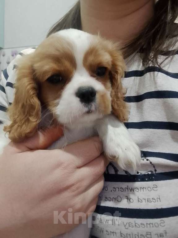 Собаки в Нижнем Новгороде: Щенки кавалер Кинг Чарльз спаниеля в любимцы Мальчик, 70 000 руб. - фото 3