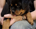Собаки в Вологде: Продаются щенки сука ротвейлера   Девочка, 65 000 руб. - фото 1
