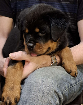 Продаются щенки сука ротвейлера  