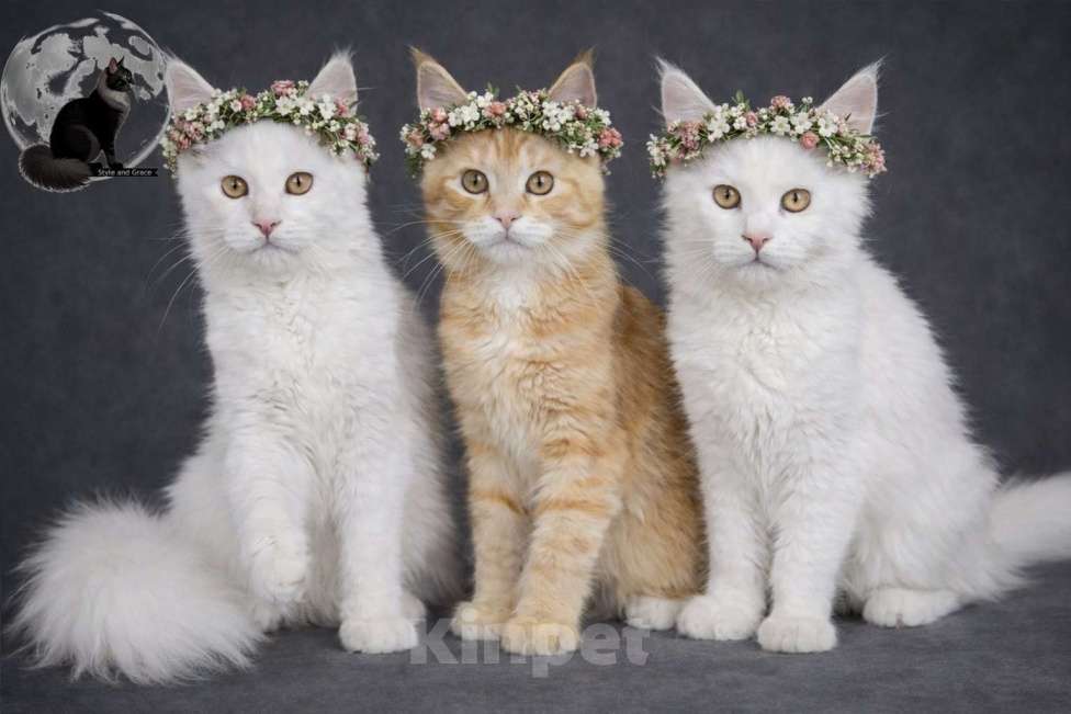 Кошки в других городах Московской области: Сестренки Девочка, 55 000 руб. - фото 1