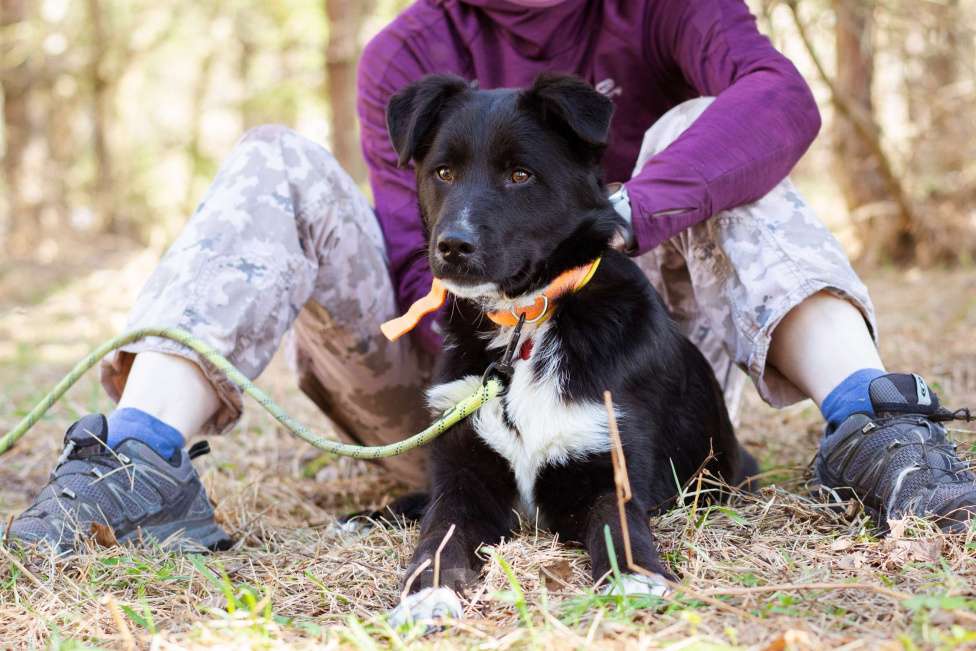 Собаки в Москве: Щенок в добрые руки Мальчик, Бесплатно - фото 5