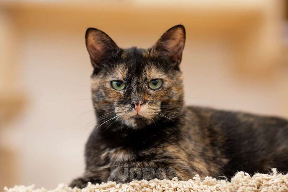 Кошки в Москве: кошка Ульяна Девочка, Бесплатно - фото 10