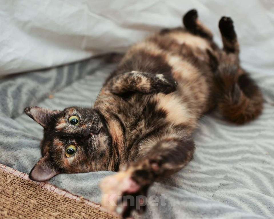 Кошки в Москве: Юленьку никто не замечает Девочка, Бесплатно - фото 3