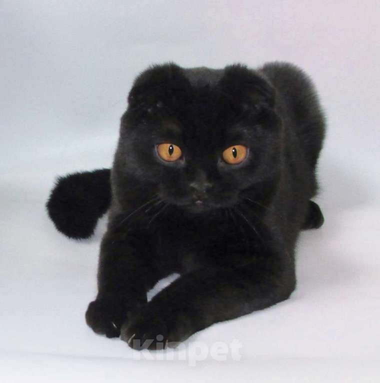 Кошки в Санкт-Петербурге: Шотландская черная кошечка  Девочка, 10 000 руб. - фото 3