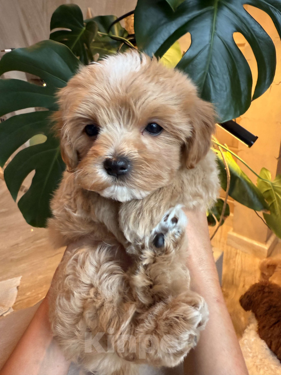 Собаки в других городах Московской области: Мальтипу мини f 1 Мальчик, 200 000 руб. - фото 2