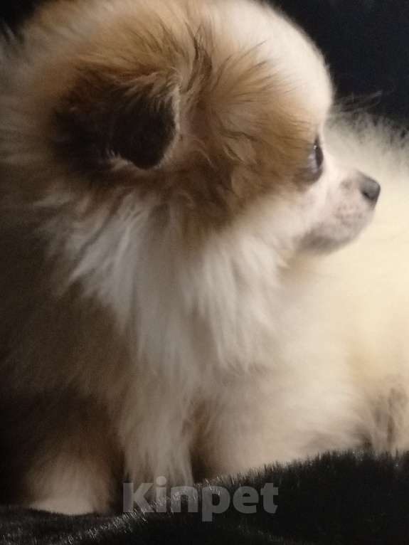 Собаки в Воронеже: Минимишшки Разнополые, 10 000 руб. - фото 5