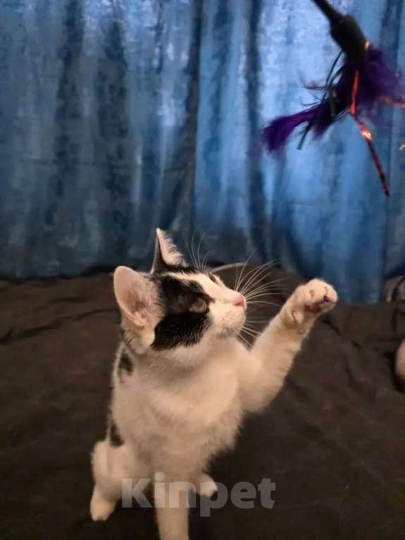 Кошки в Москве: Кошечка 8 месяцев Девочка, 150 руб. - фото 6