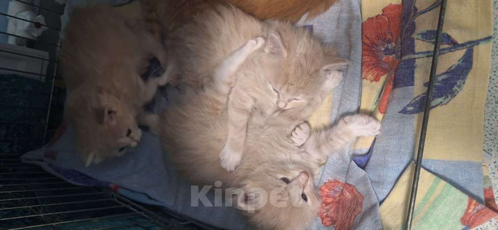 Кошки в Москве: Курбобики Разнополые, 50 000 руб. - фото 6