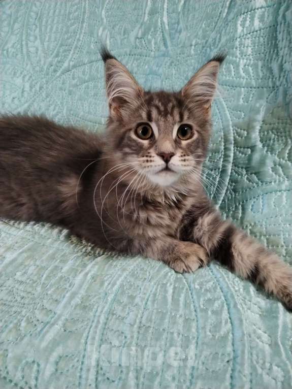 Кошки в Петрозаводске: Котята мейн-кун  Девочка, Бесплатно - фото 4