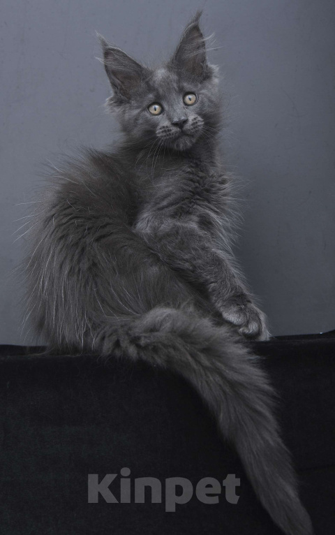 Кошки в Москве: Котенок мейн-кун  Девочка, 60 000 руб. - фото 3