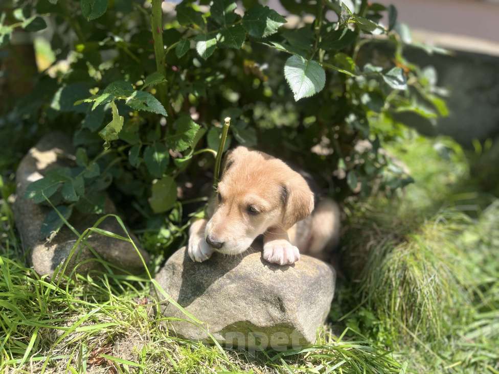 Собаки в Ессентуках: Русская гончая Девочка, Бесплатно - фото 2