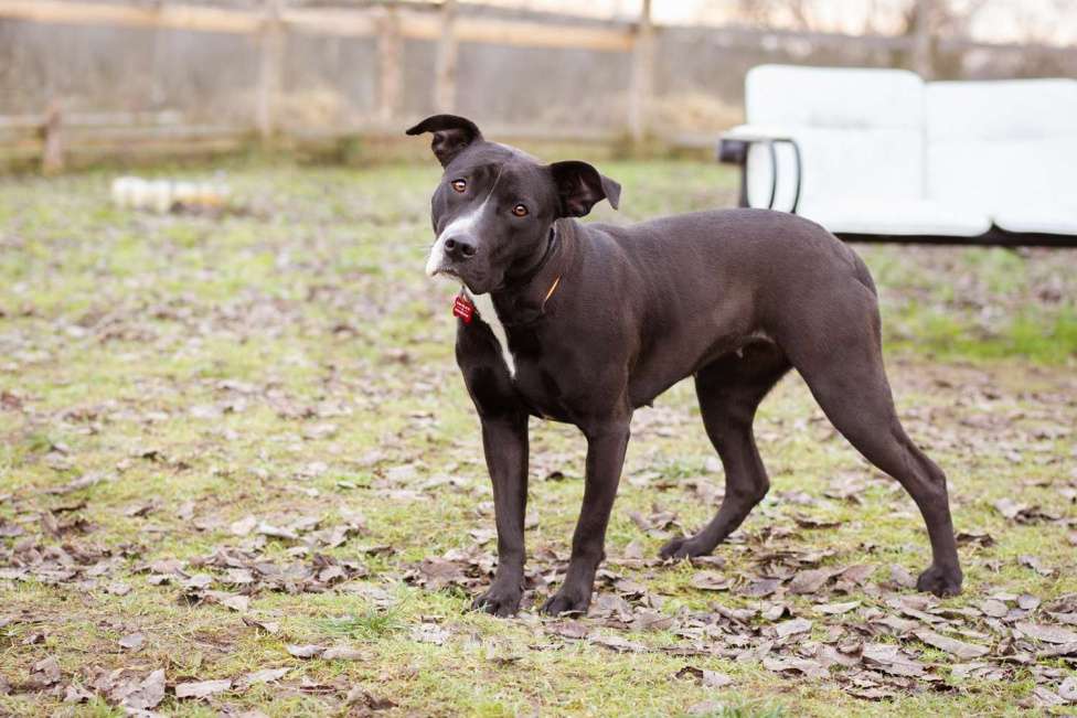 Собаки в Москве: Бывшедомашняя собака в приюте, ищет дом Девочка, Бесплатно - фото 8