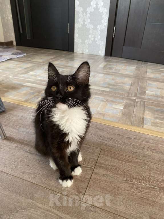 Кошки в других городах Краснодарского края: Отдам в добрые руки Девочка, Бесплатно - фото 2