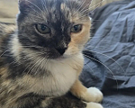 Кошки в Серпухове: Кошечка ищет дом Девочка, Бесплатно - фото 2
