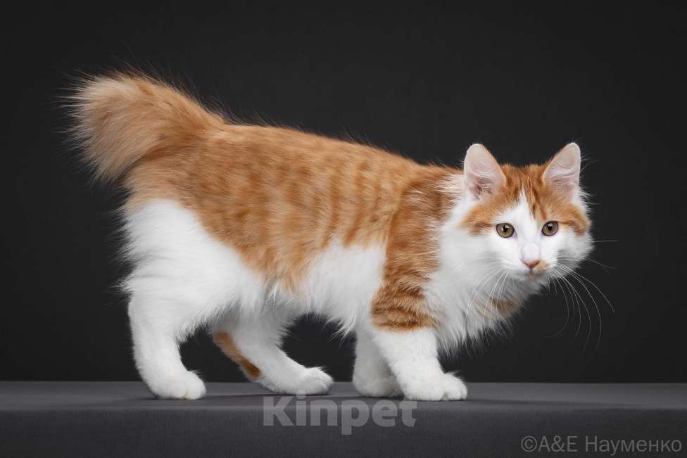 Кошки в Егорьевске: Курильский бобтейл Мальчик, 50 000 руб. - фото 5