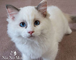 Кошки в Пензе: Котёнок девочка породы Рэгдолл - Bella Девочка, 65 000 руб. - фото 5