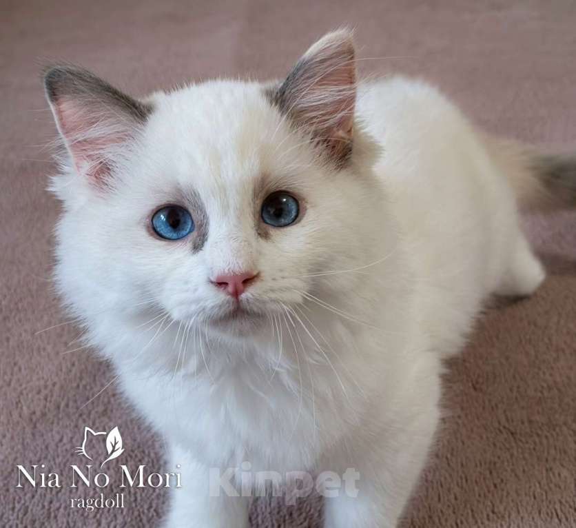 Кошки в Пензе: Котёнок девочка породы Рэгдолл - Bella Девочка, 65 000 руб. - фото 5