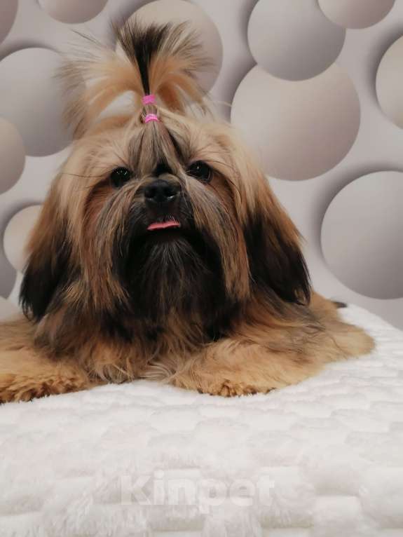 Собаки в Пензе: Щенок ши-тцу Девочка, Бесплатно - фото 1