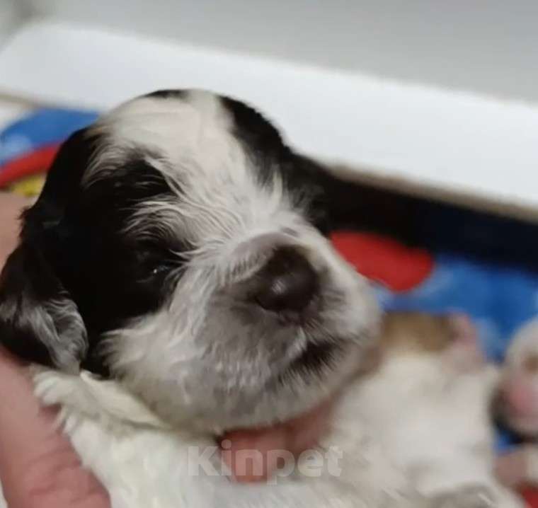 Собаки в других городах Воронежской области: Щенок американского кокер спаниеля Мальчик, 40 000 руб. - фото 1