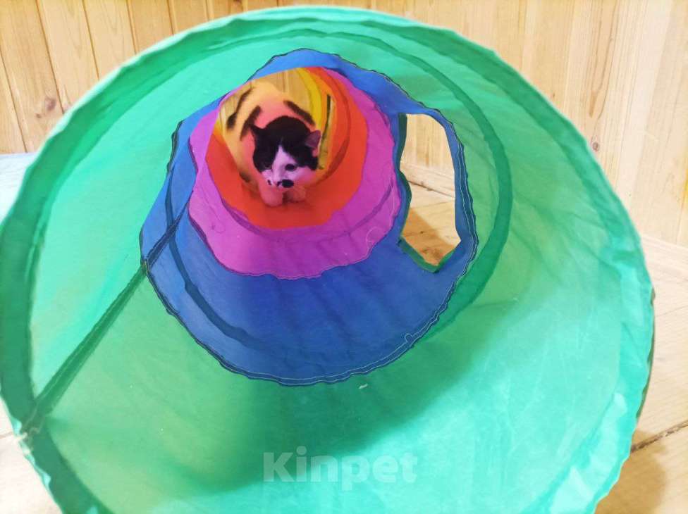 Кошки в Москве: Отдаю кошечку бесплатно Девочка, Бесплатно - фото 3