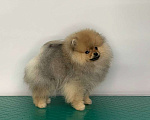 Собаки в Санкт-Петербурге: Померанский шпиц 3 месяца Мальчик, Бесплатно - фото 1