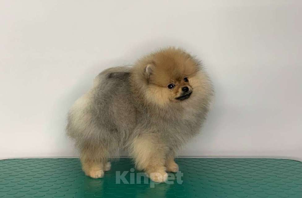 Собаки в Санкт-Петербурге: Померанский шпиц 3 месяца Мальчик, Бесплатно - фото 1