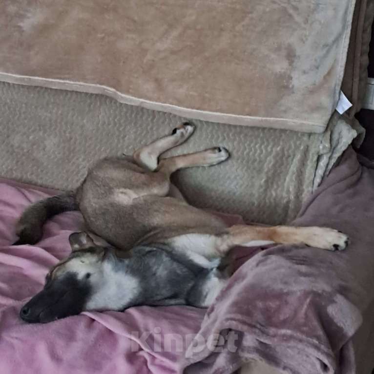 Собаки в Москве: Лисенок, зайчонок и немного олененок 🐕  Девочка, Бесплатно - фото 3