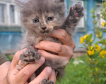 Кошки в Калуге: Котёнок Девочка, Бесплатно - фото 4