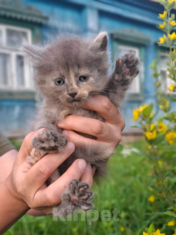 Кошки в Калуге: Котёнок Девочка, Бесплатно - фото 4