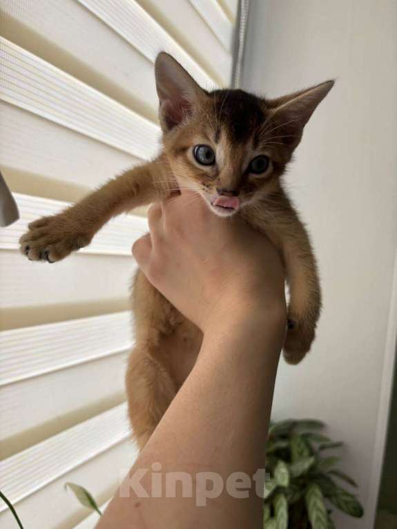 Кошки в Москве: Джина Девочка, 50 000 руб. - фото 1