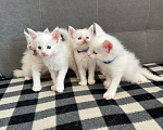 Кошки в Томске: Котята Мейн-кун Разнополые, 15 000 руб. - фото 7