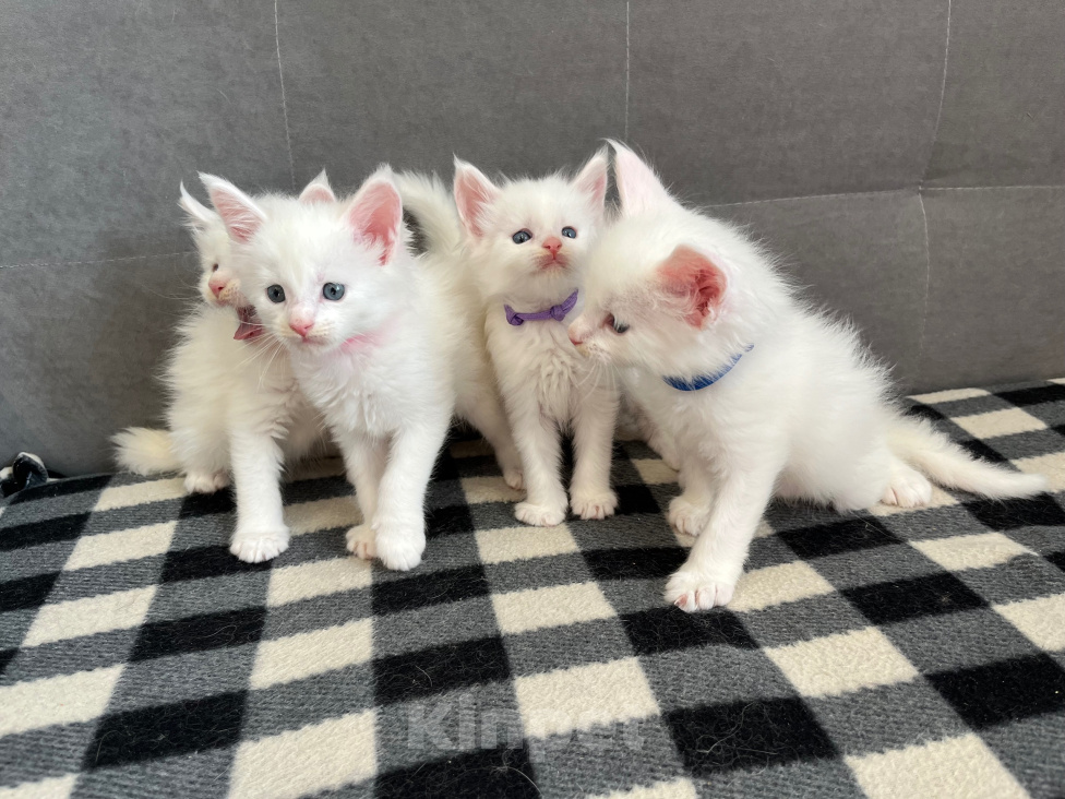 Кошки в Томске: Котята Мейн-кун Разнополые, 15 000 руб. - фото 7
