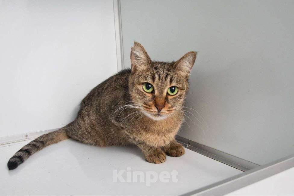 Кошки в Москве: Кошка Девочка, Бесплатно - фото 3