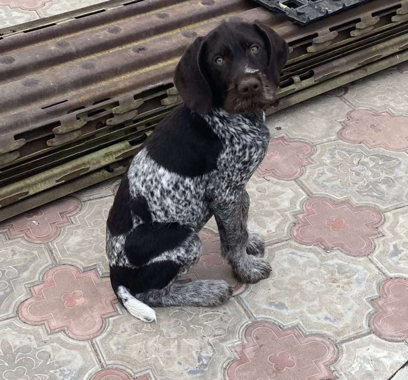 Собаки в Соли-Илецке: Продаётся последний щенок. Мальчик, 45 000 руб. - фото 8