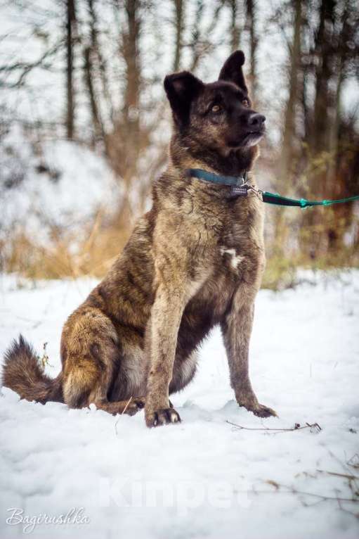 Собаки в Москве: Тигра Девочка, Бесплатно - фото 5