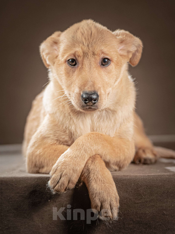 Собаки в Клине: Молли — ласковая красавица станет вашим личным антистрессом Девочка, Бесплатно - фото 5