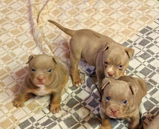 Собаки в Москве: Американский булли. Мальчики и девочки. Мальчик, 60 000 руб. - фото 5