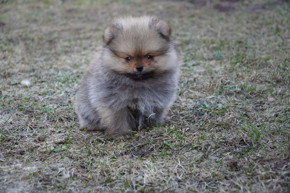 Собаки в Москве: Померанский шпиц Мальчик, 50 000 руб. - фото 4
