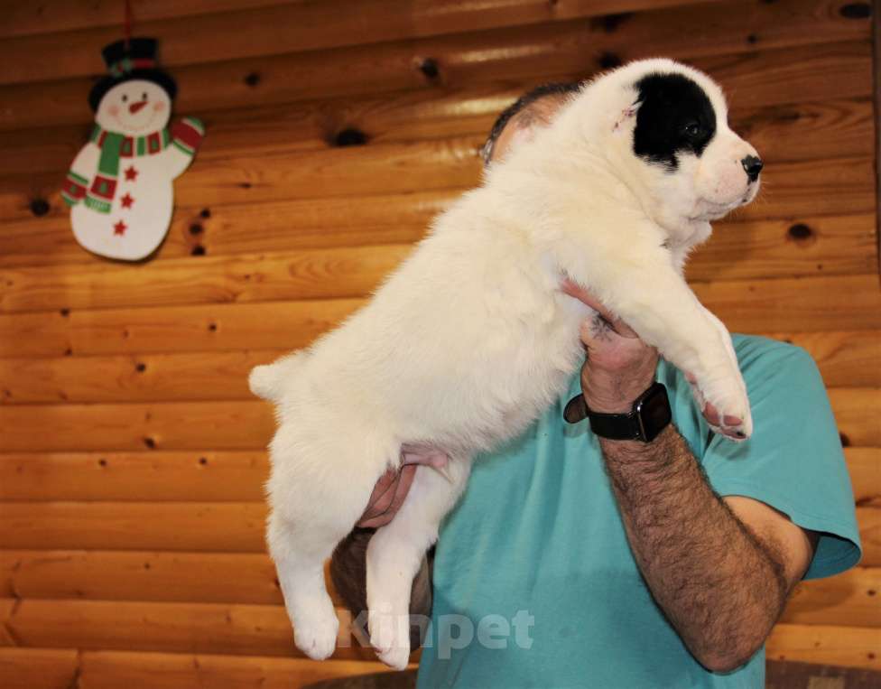 Собаки в Санкт-Петербурге: Щенки Алабая Мальчик, 80 000 руб. - фото 4