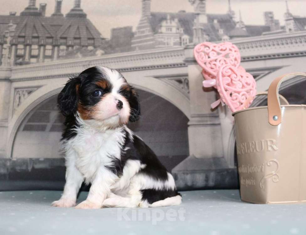 Собаки в Воронеже: Кавалер кинг чарльз спаниель триколор Девочка, 100 000 руб. - фото 3